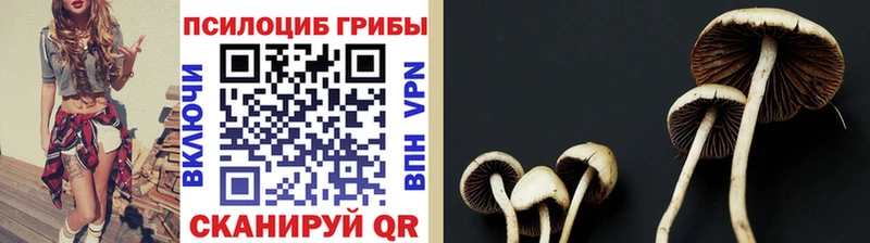 хочу наркоту  гидра зеркало  Галлюциногенные грибы Magic Shrooms  Смоленск 